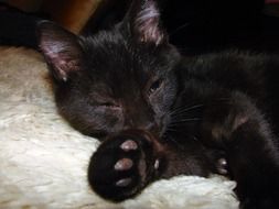 extraordinarily beautiful black cat with short hair