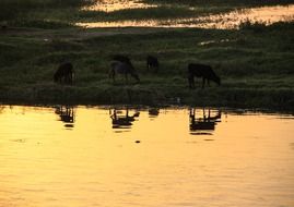 grazing on the banks of the Nile River, Egypt