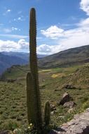 cactus on a green hill