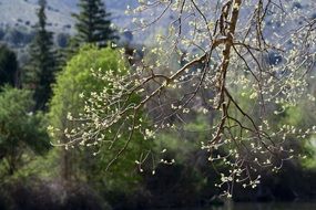 spring color of the leaves close-up on blurred background