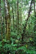green jungle in ecuador
