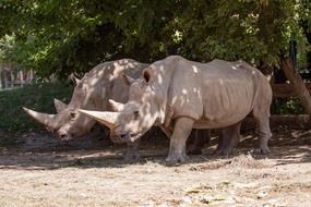 rhino couple in the park