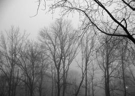 forest trees in fog