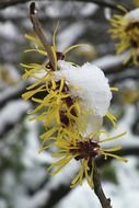 yellow flower in the snow