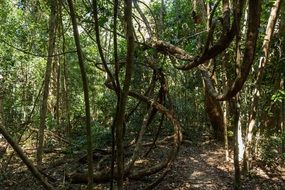 extraordinarily beautiful jungle forest