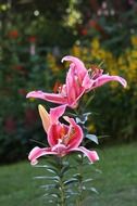 beautiful summer pink flower