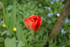wild tulip flower in the meadow