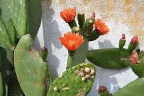 cactus with flowers and spurs