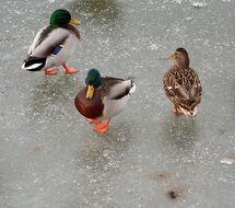 three ducks on a frozen pond