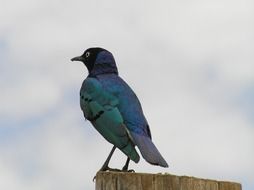 wonderful blue bird