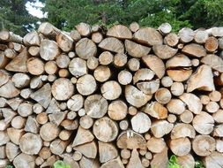 firewood in stack outdoor