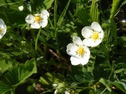 white flowers among green grass