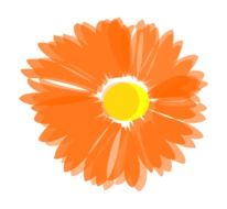 Orange flower picture