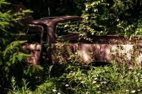 rusty truck among green bushes in the forest
