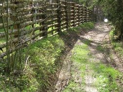 forest path in south bohemia