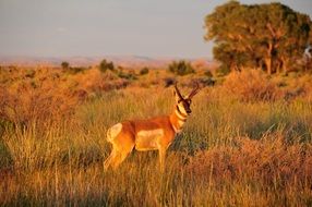 pronghorn horns