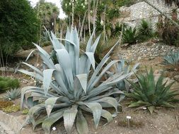 agaves growing in garden