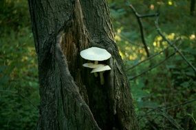 white tree fungus on the trunk