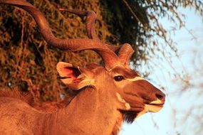 large kudu is antelope