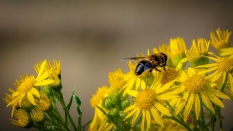 flowers bees