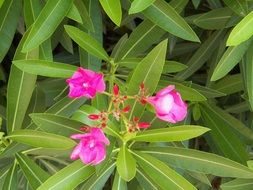 pink oleander flowers with green leaves close-up