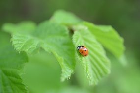 Ladybird on green leaf