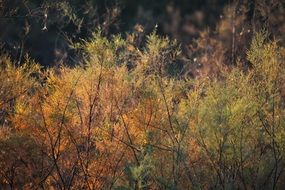 photo of yellow forest in Iraq