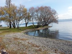 trees near the lake in autumn