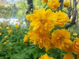 yellow flowers on a background of nature
