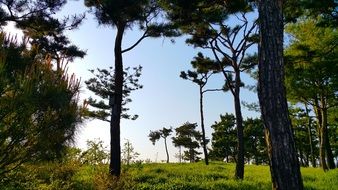 pine trees as part of the arboretum