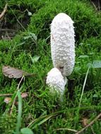 schopf coprinus mushrooms in moss