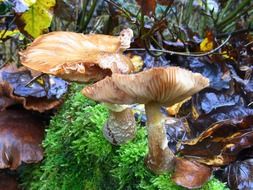 yellow mushrooms in the forest