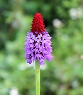 rocket flower in the garden