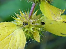 wild plant with black seeds close-up