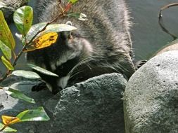 furry raccoon is a representative of the fauna