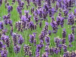 lavender field in spring