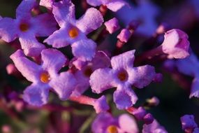 lilac bush with purple flowers