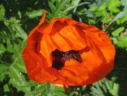 poppy flower in the summer