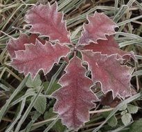 frozen maple leaves