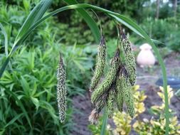 summer garden grass