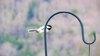 stunning chickadee bird