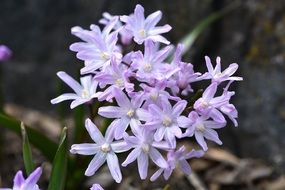 Tender light purple puschkinie flowers