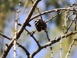 larch or Larix