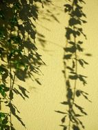 Green plants with a shadow