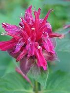 monarda flower, didyima