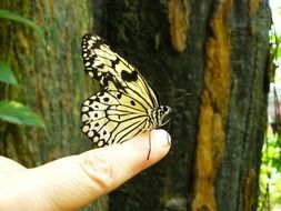 Butterfly on a finger close-up on blurred background