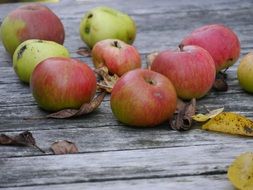 autumn apples on the table