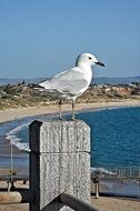 extraordinarily beautiful ocean bird