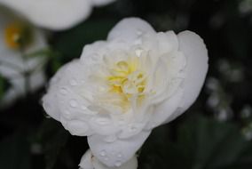 white flower with dew drops