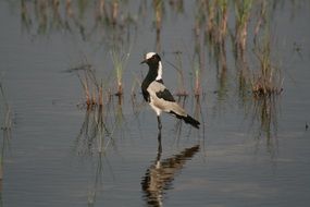 black white bird in the swamp